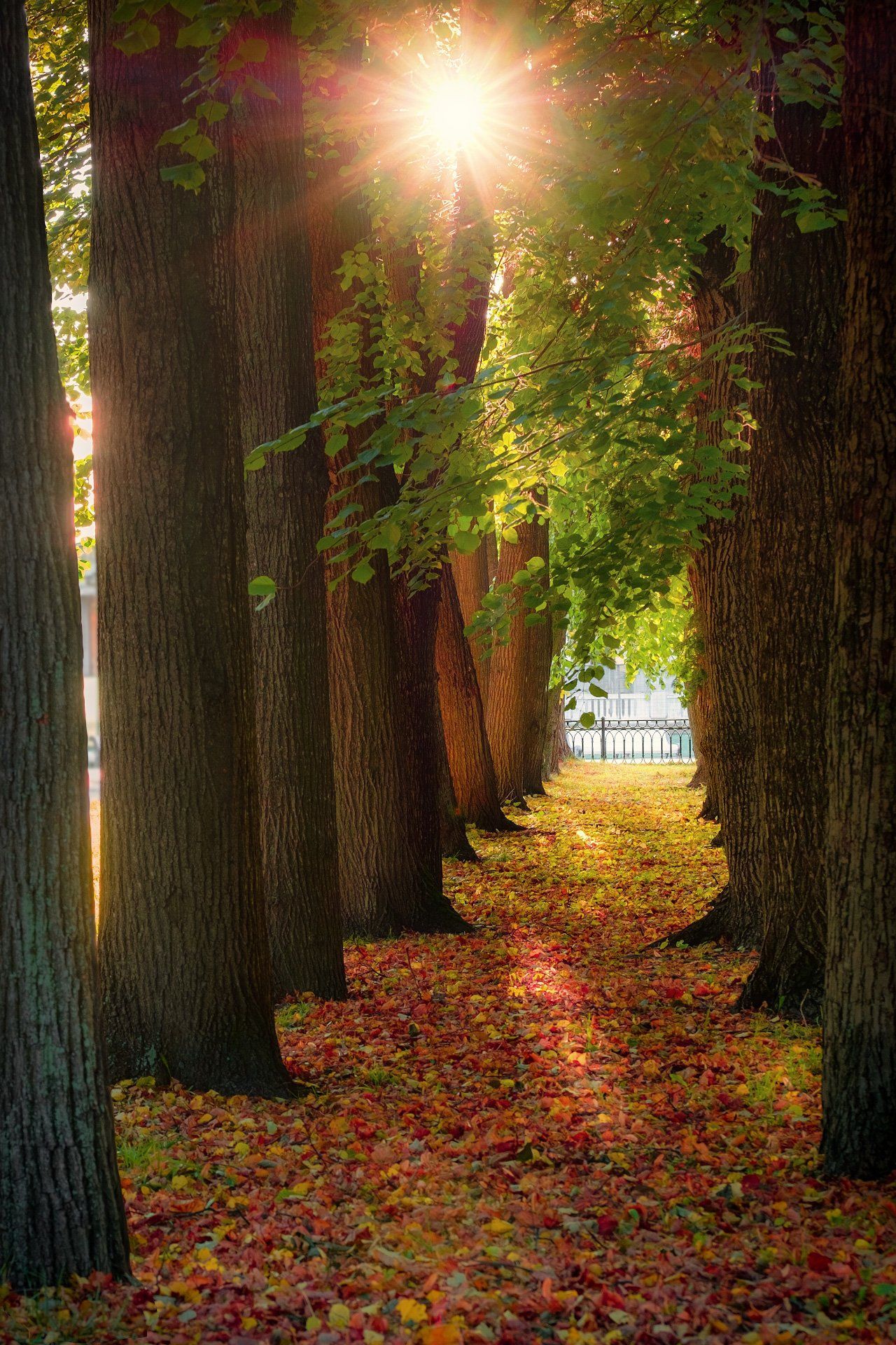 солнце, октябрь, деревья, аллея, свет, оттенки, Андрей Чиж