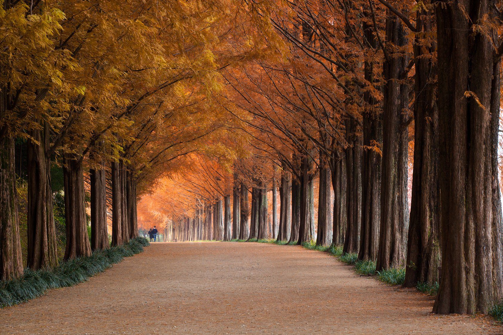 fall,  tunnel,  foliage,  metasequoia, autumn, path, Jaeyoun Ryu