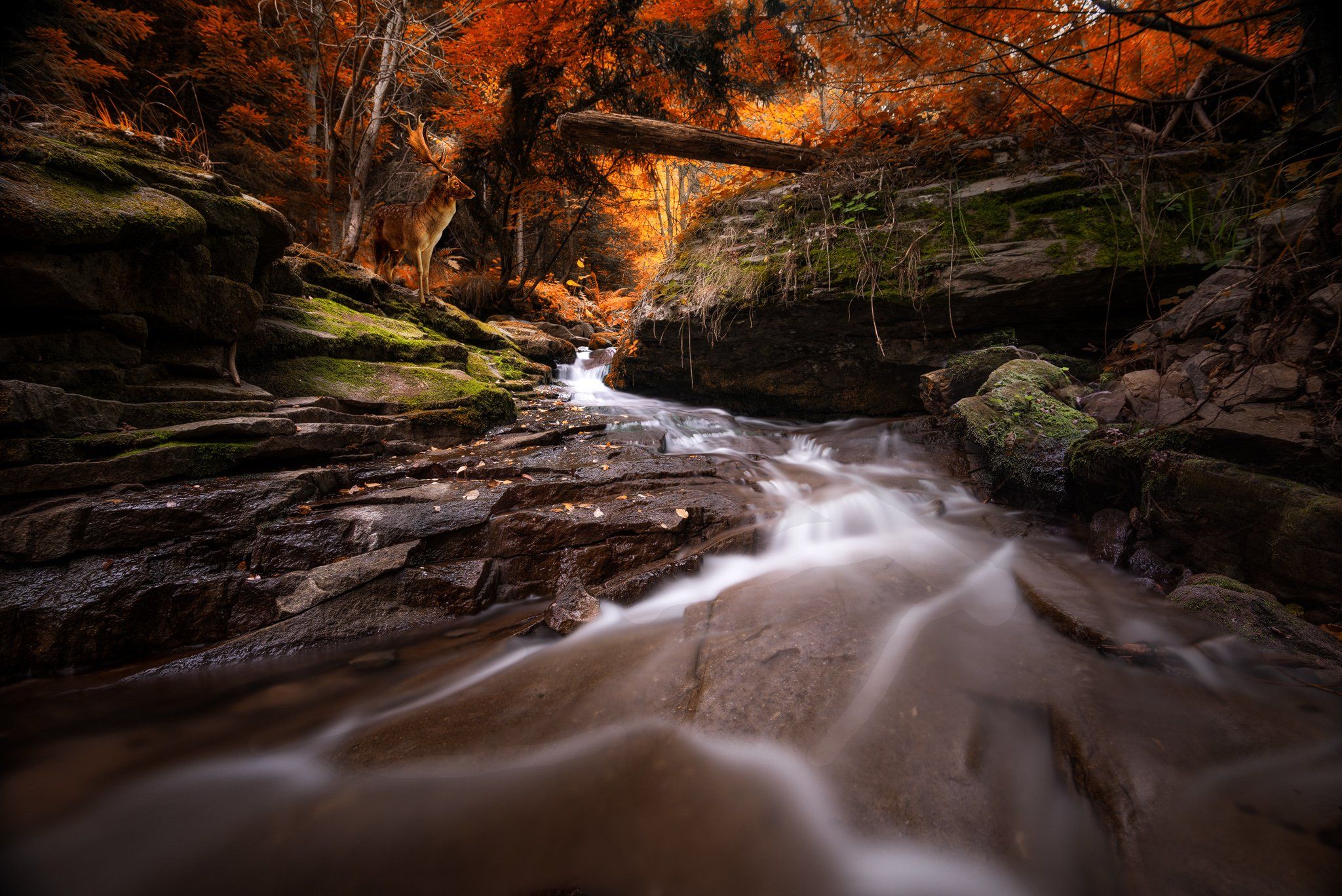 forest, river, fall, autumn,, Атанас Донев