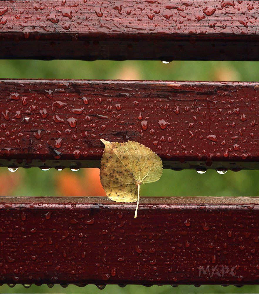 осень, дождь, лист, скамейка, Шангареев Марс