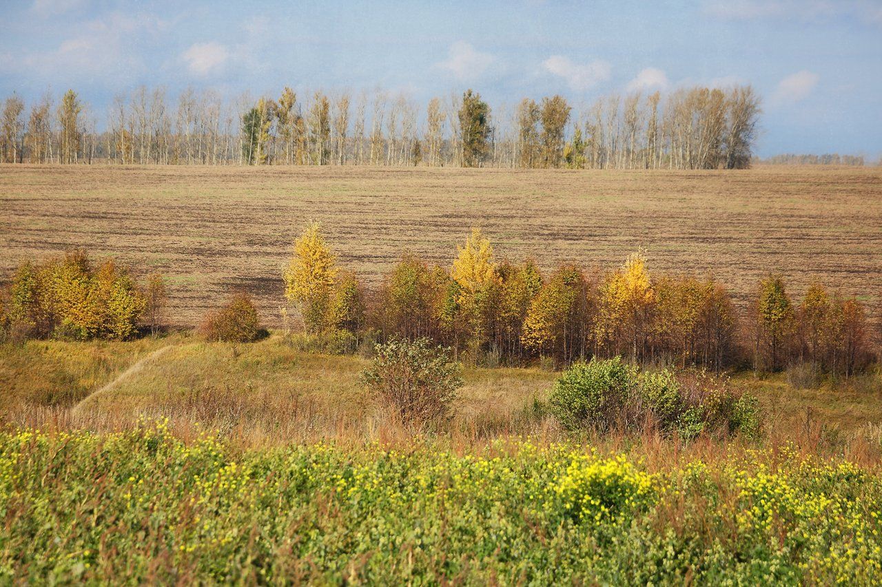 осень, октябрь, посадки, поля, 100-300мм, Лопухов Сергей
