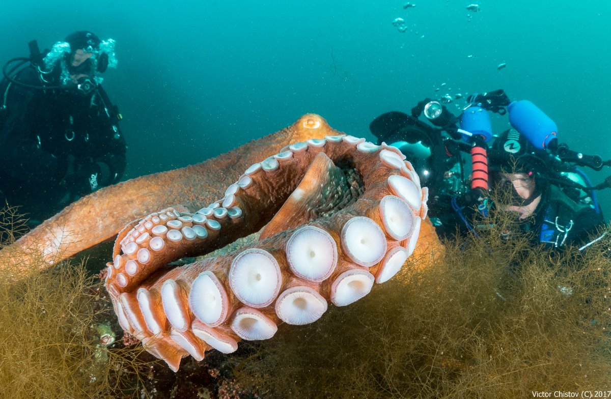 underwater, octopus, Виктор Чистов
