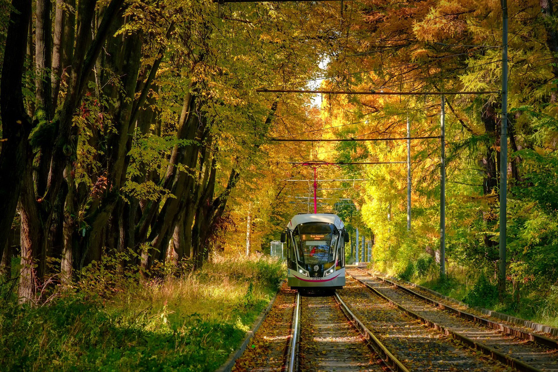трамвай, аллея, осень, деревья, листва, желтый, красный рельсы, Андрей Чиж
