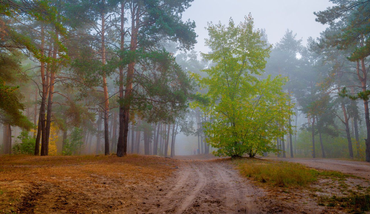 лес осень октябрь тропа туман, Галанзовская Оксана