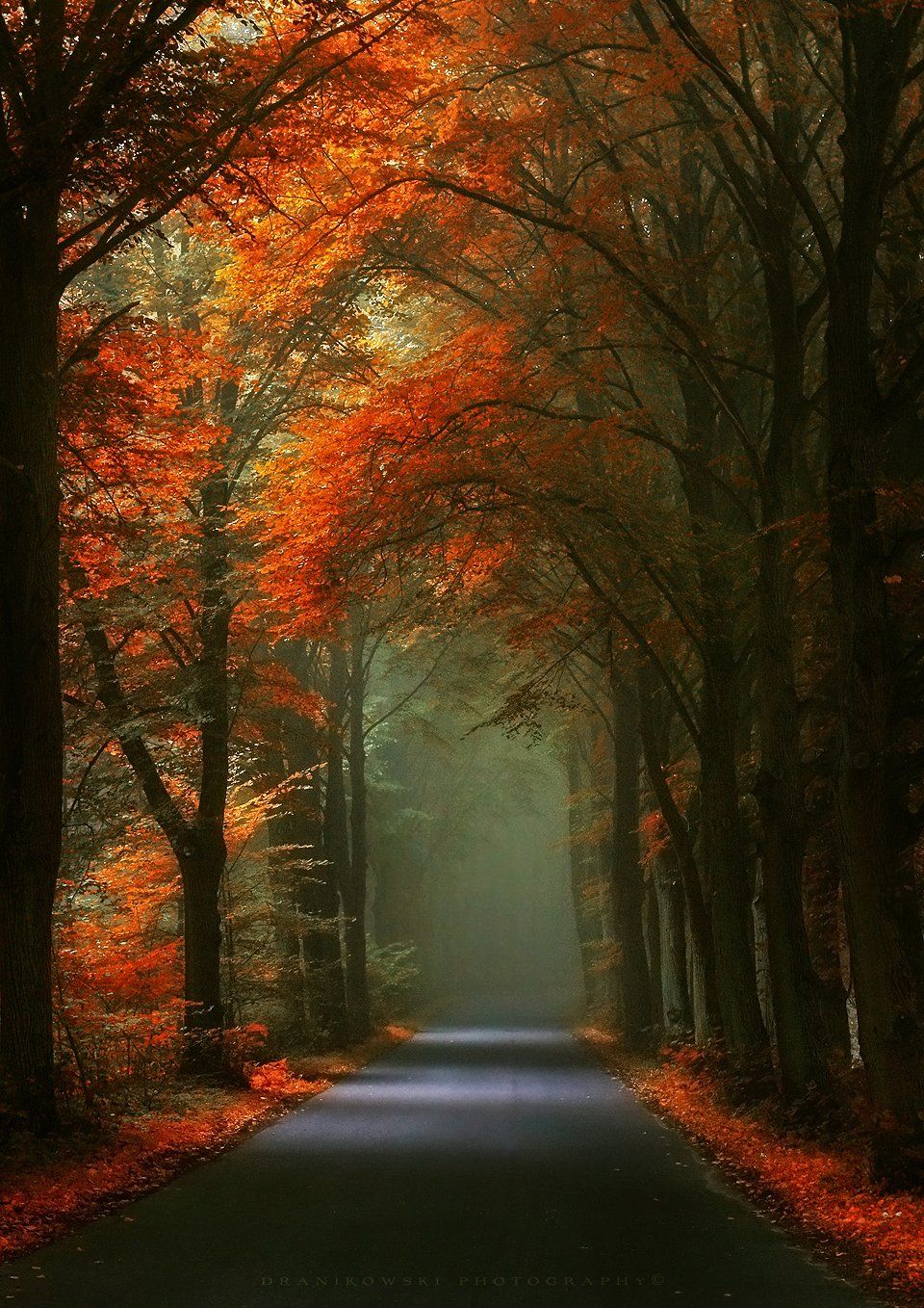 autumn tunnel road trees magic mist foggy droga path, Radoslaw Dranikowski