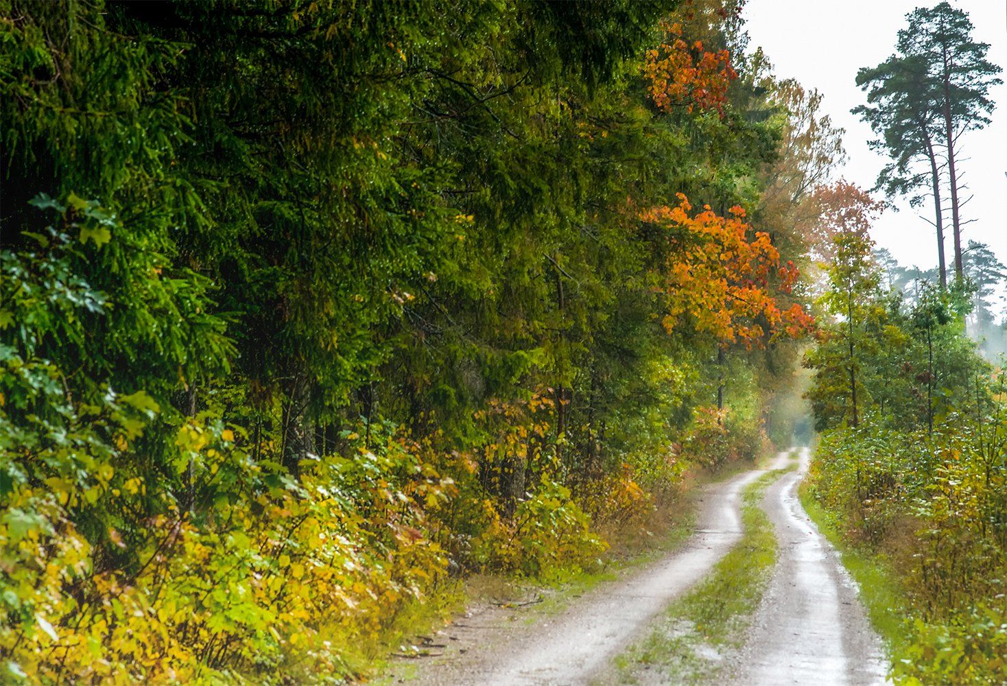 autumn,rain,colors,forest,road, Daiva Cirtautė