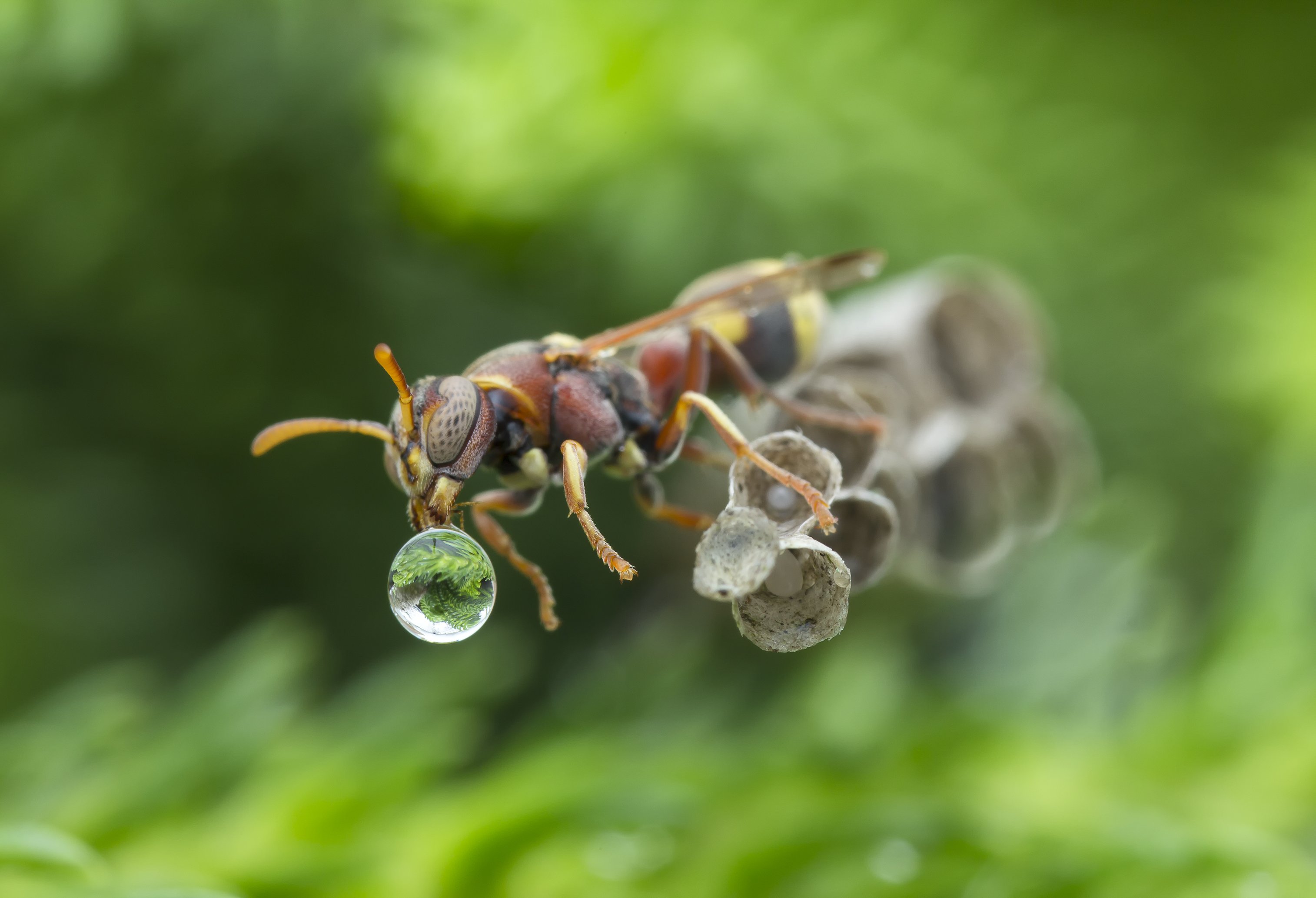 #macro#wasp#waterbubble#reflection#colors, Choo How Lim