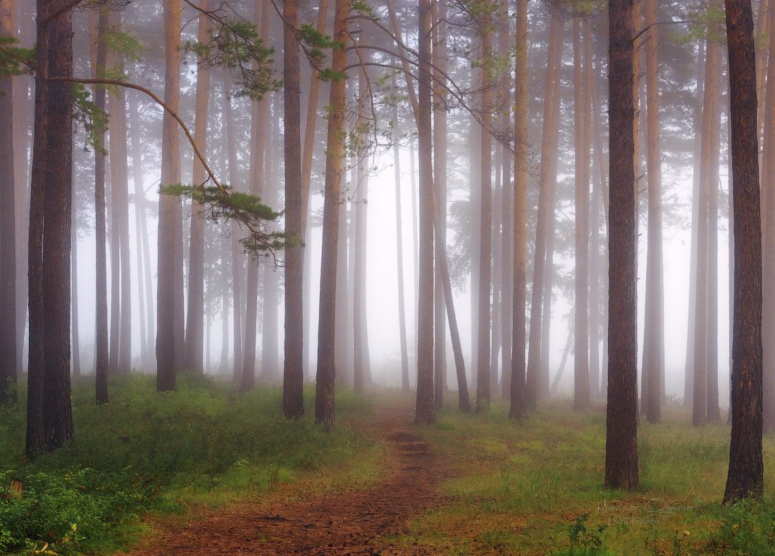 лес, туман, осень, сосны, сибирь, Марина Огнева