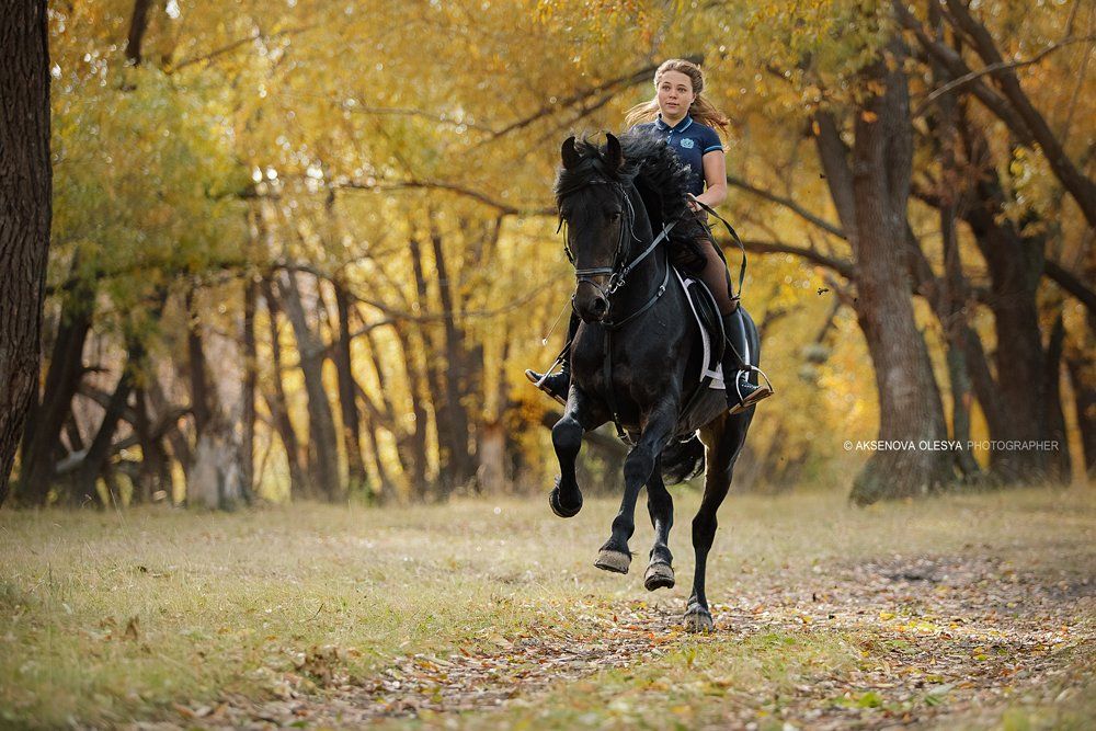 скорость, лошадь, осень, галоп, фриз, Аксёнова Олеся