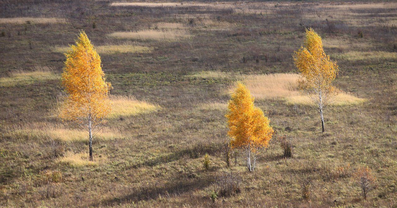 осень, октябрь, посадки, поля, тульские, просторы, 5d, 100-300мм, Лопухов Сергей