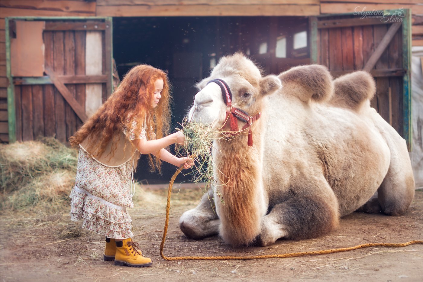 семейный фотограф, детский фотограф, деревня, ферма, farm, village, деревенское, camel, верблюд, рыжики, Elena Selyutina