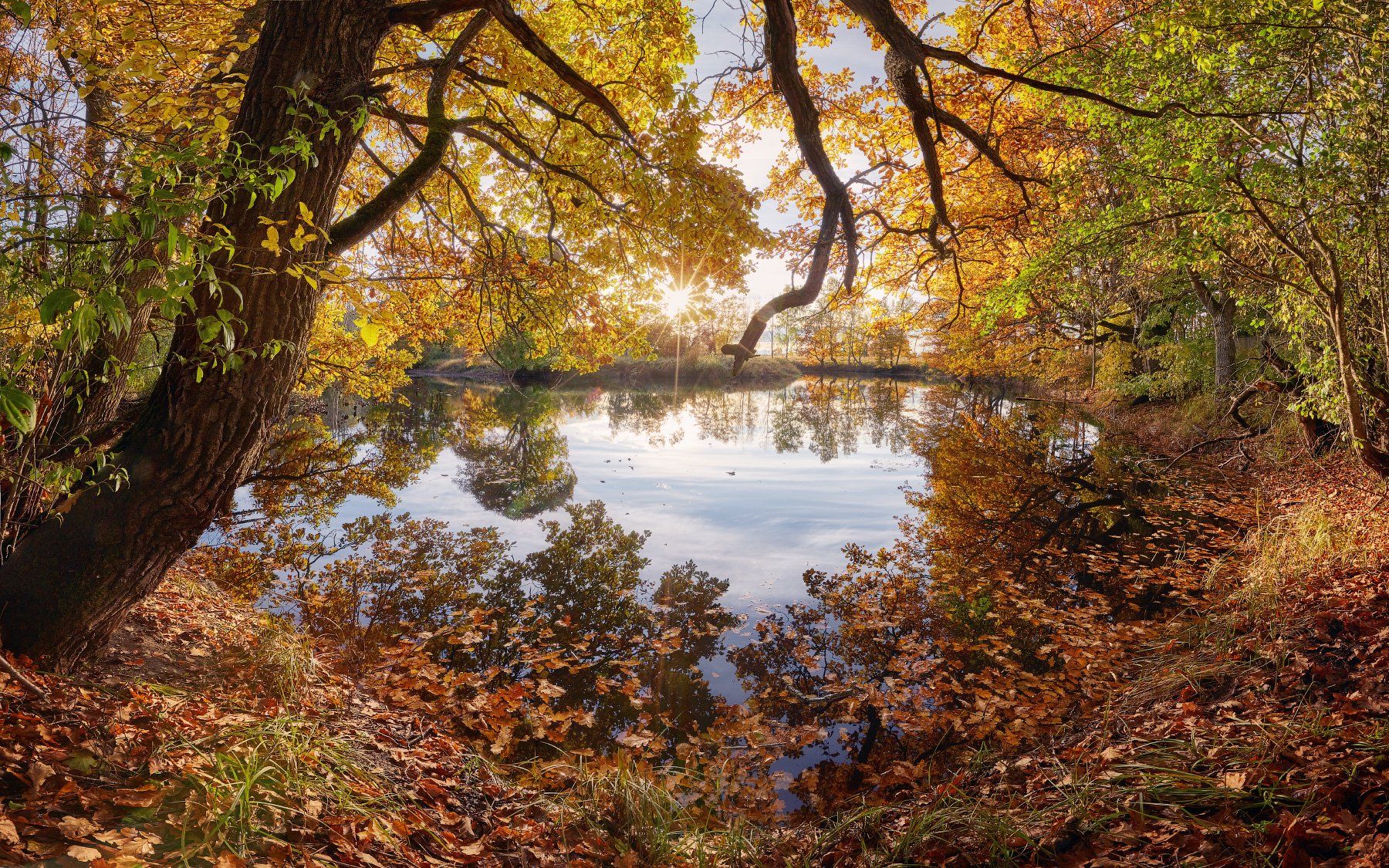 осень, дуб, река, отражение, листья, Антон Кононов