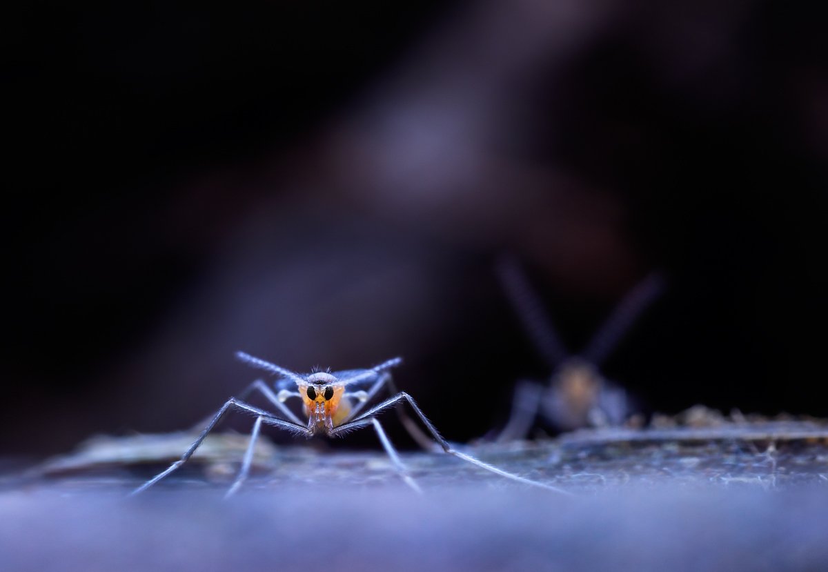 комары, Валерия Зверева