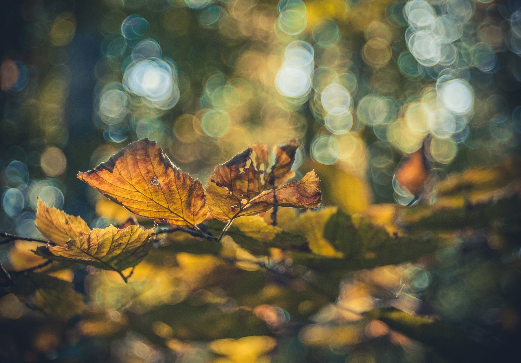 листья, осень, боке, свет, дерево, Дмитрий Иванов