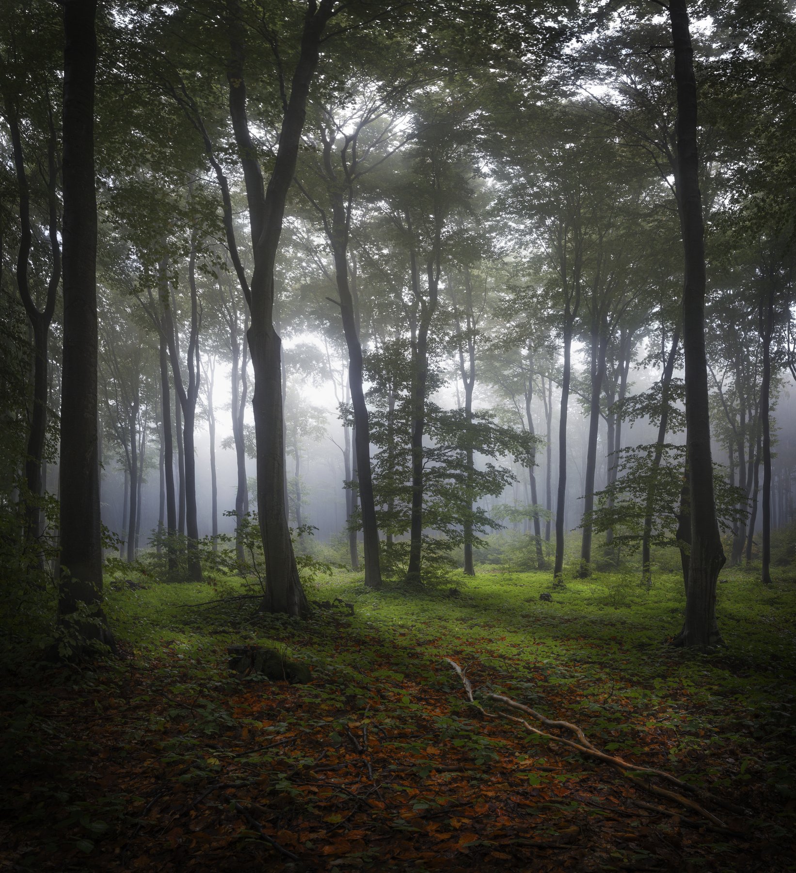 лес, туман, осень, деревья, , Даниел Балъков