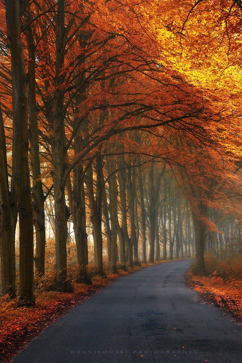 autumn corridor road tree tunnel jesien tunel gold leafs dranikowski poland path mist magic, Radoslaw Dranikowski
