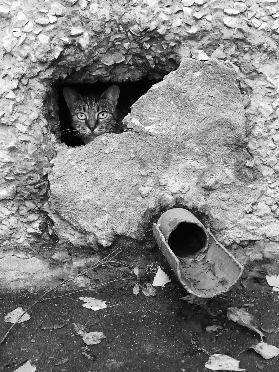 кот, кошка, животные, бездомные, подвал, окно, дом, Анатолий Тимофеев