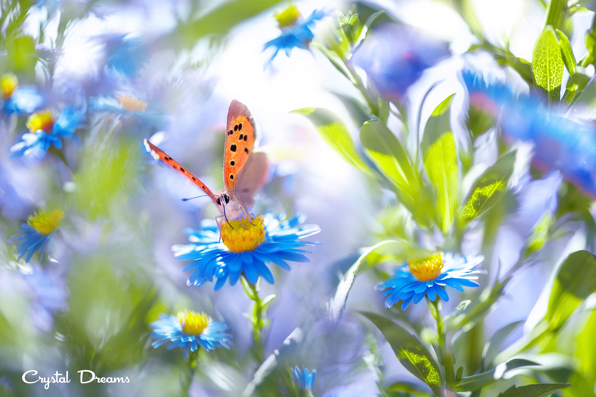 crystal dreams, macro, summer, color, art, nature, butterfly, Татьяна Крылова