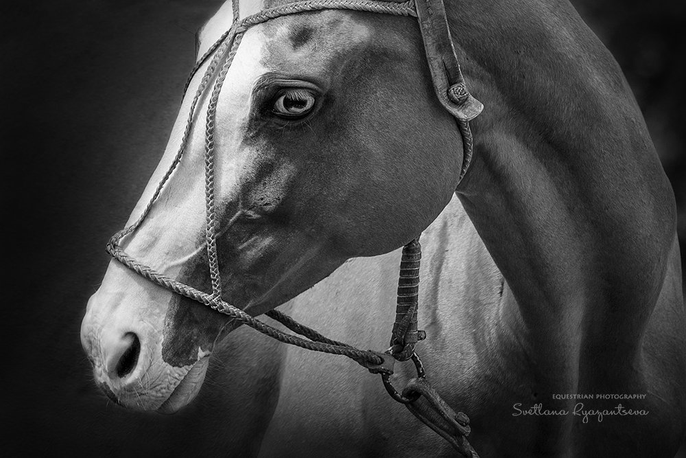horse, лошадь, лошади, polo, details, Svetlana Ryazantseva