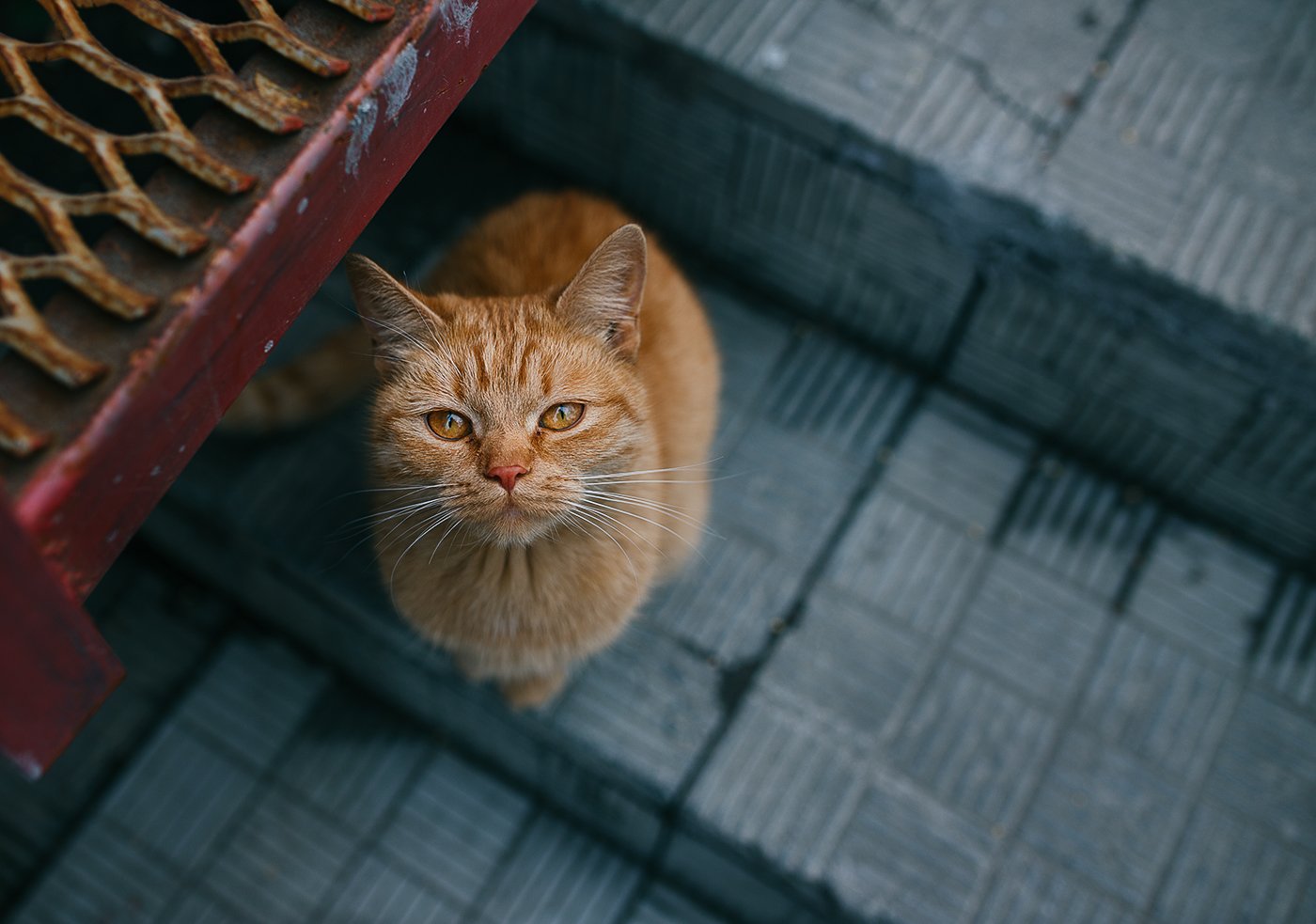 рыжий кот, Евгений Толкачёв