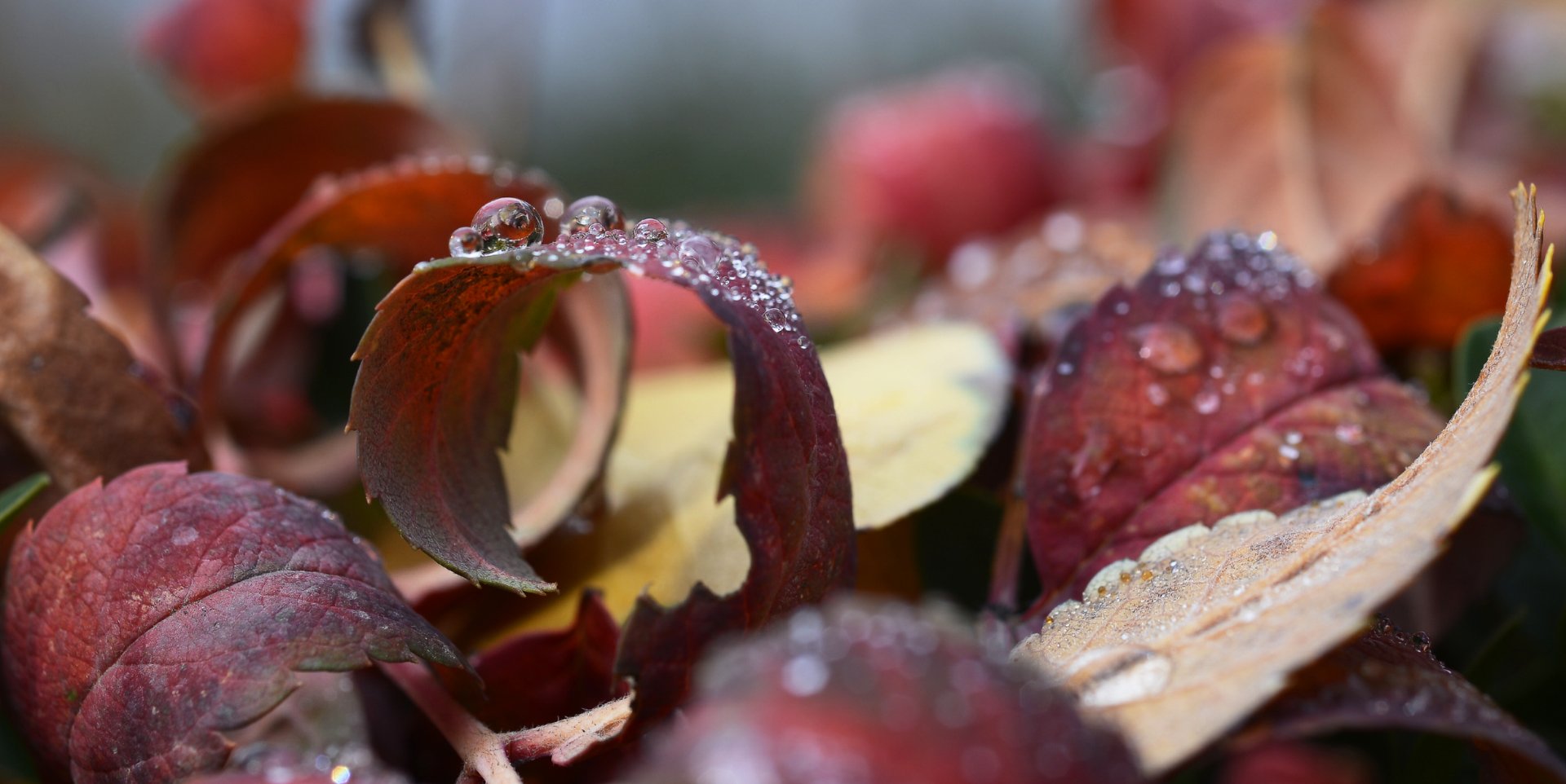 природа, макро, осень, опавшая листва, капли дождя, красный,, Неля Рачкова