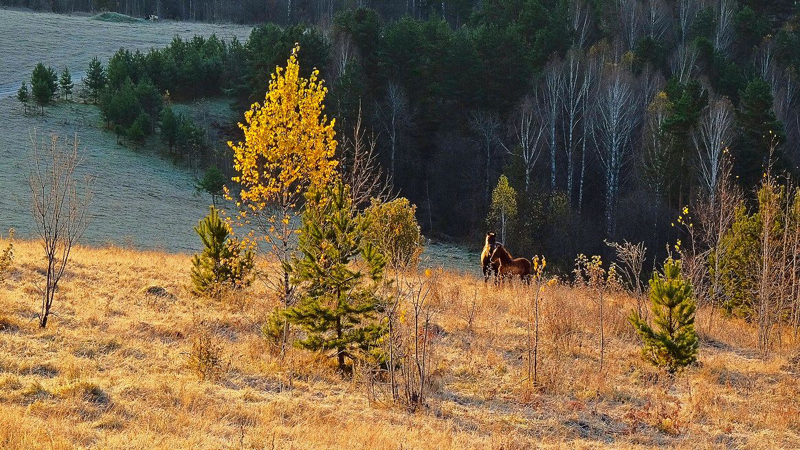 пейзаж, утро, лошади, осень, Александр Потапов