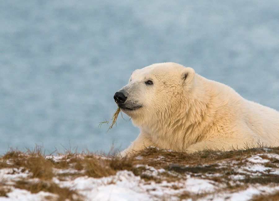 чукотка арктика кожевников медведь морской белый полярный умка, Максим Деминов