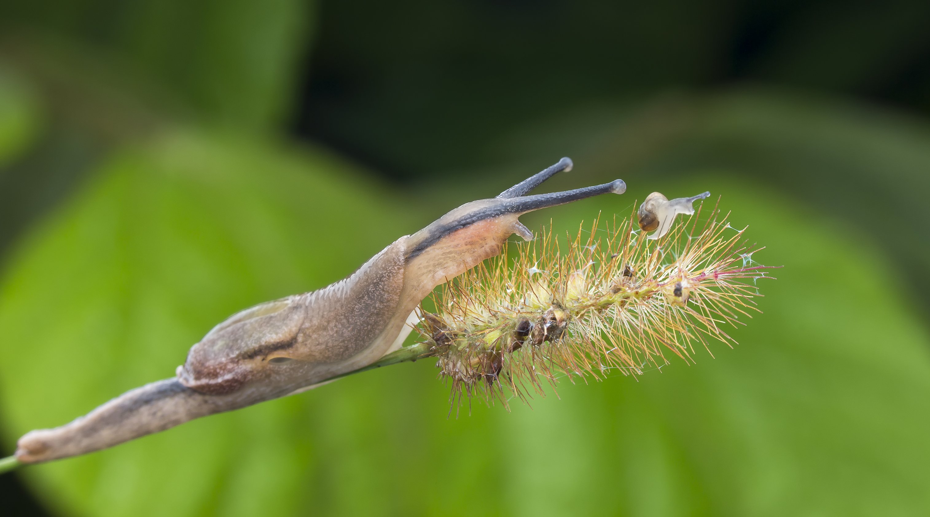 #macro#snail#ant#colors, Choo How Lim