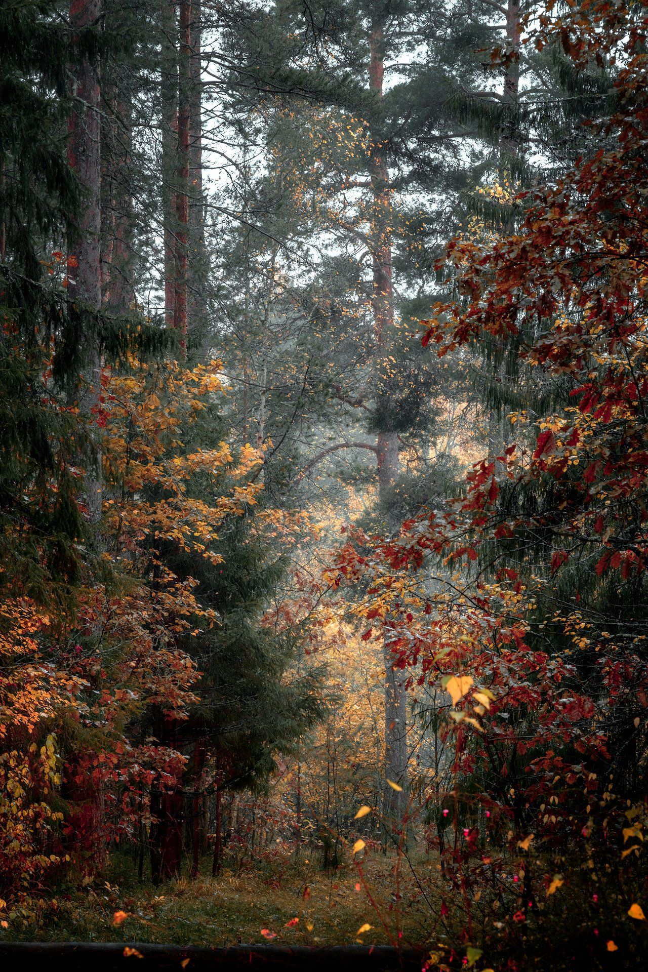 лес, деревья, цвета, осень, туман, желтый, красный, Андрей Чиж