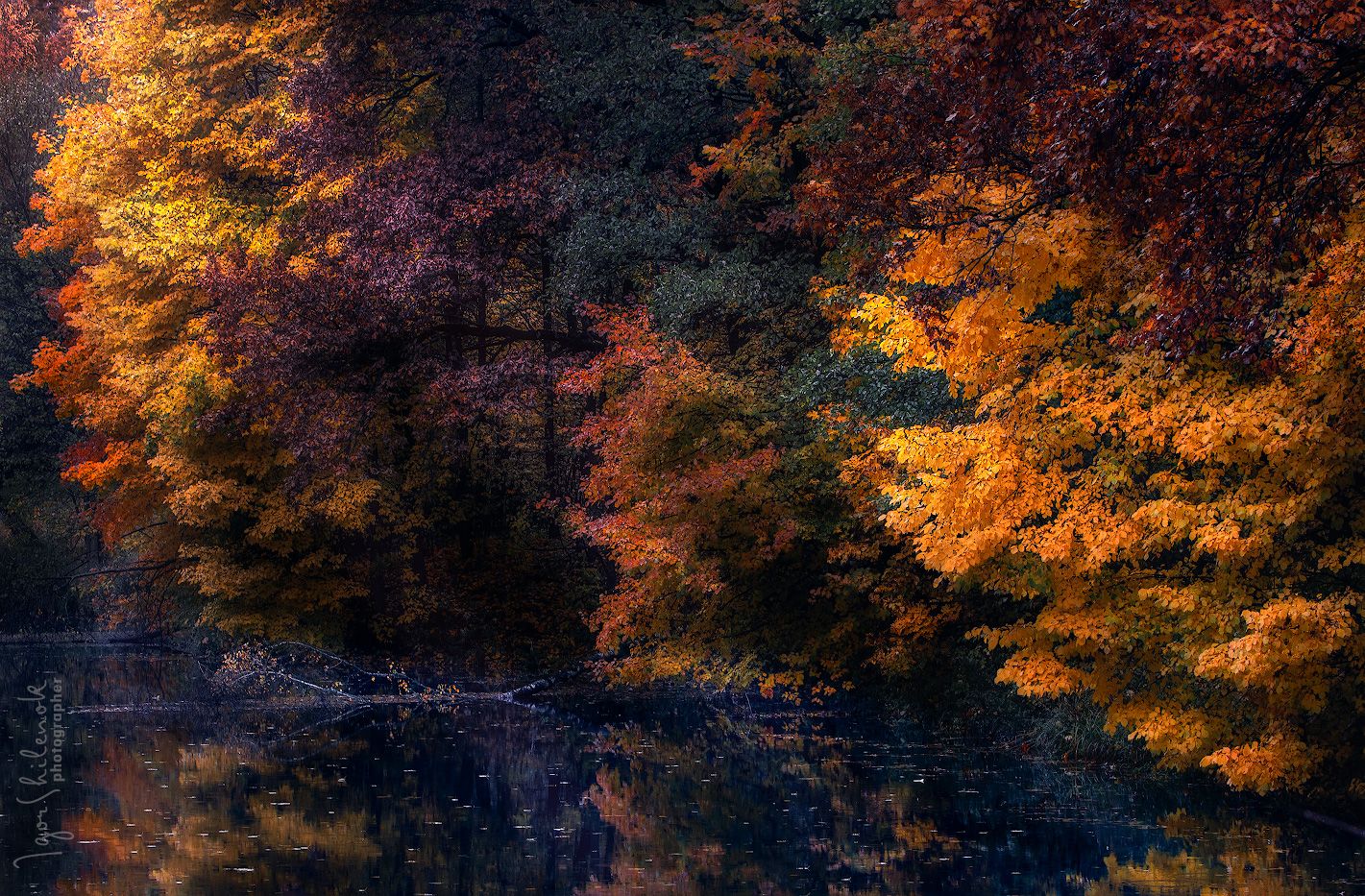 осень, листья, отражение, Игорь Шиленок