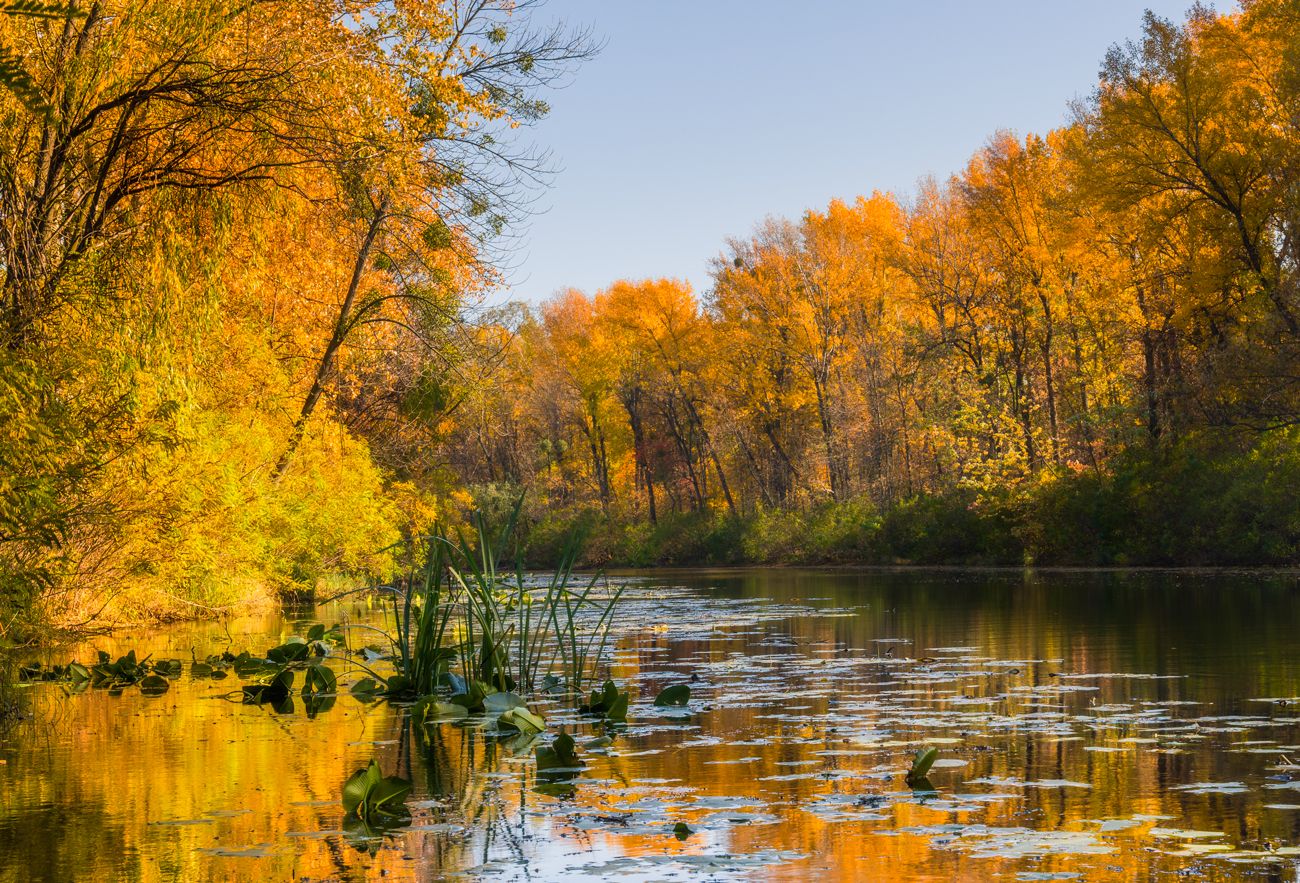 лес речка осень октябрь вода, Галанзовская Оксана