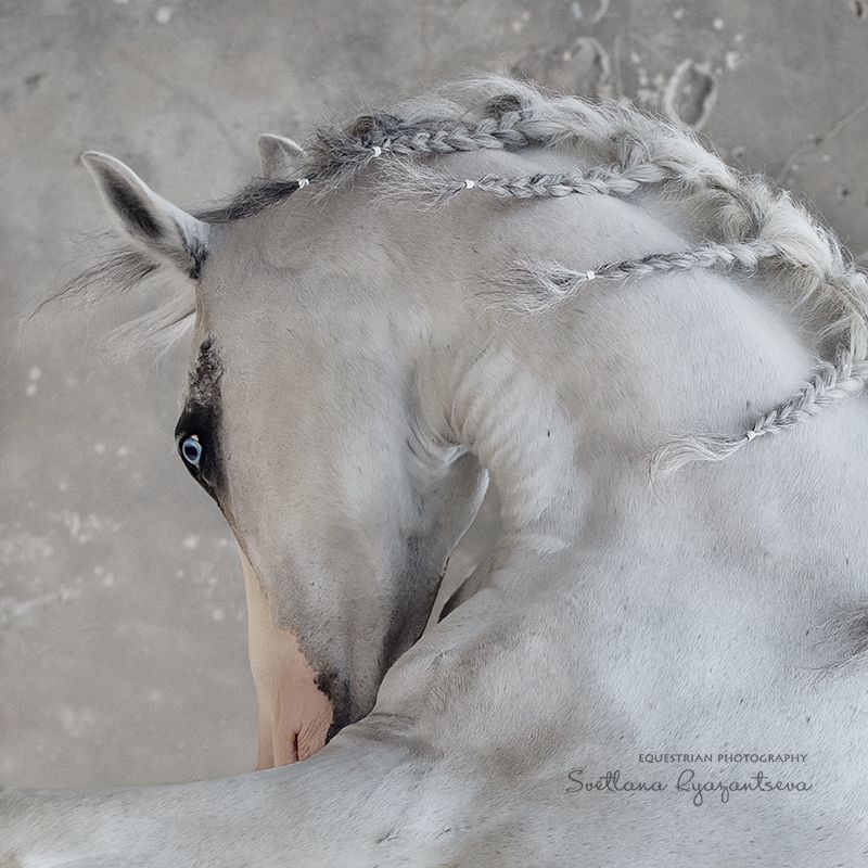 horse, лошадь, лошади, details, portrait, Svetlana Ryazantseva