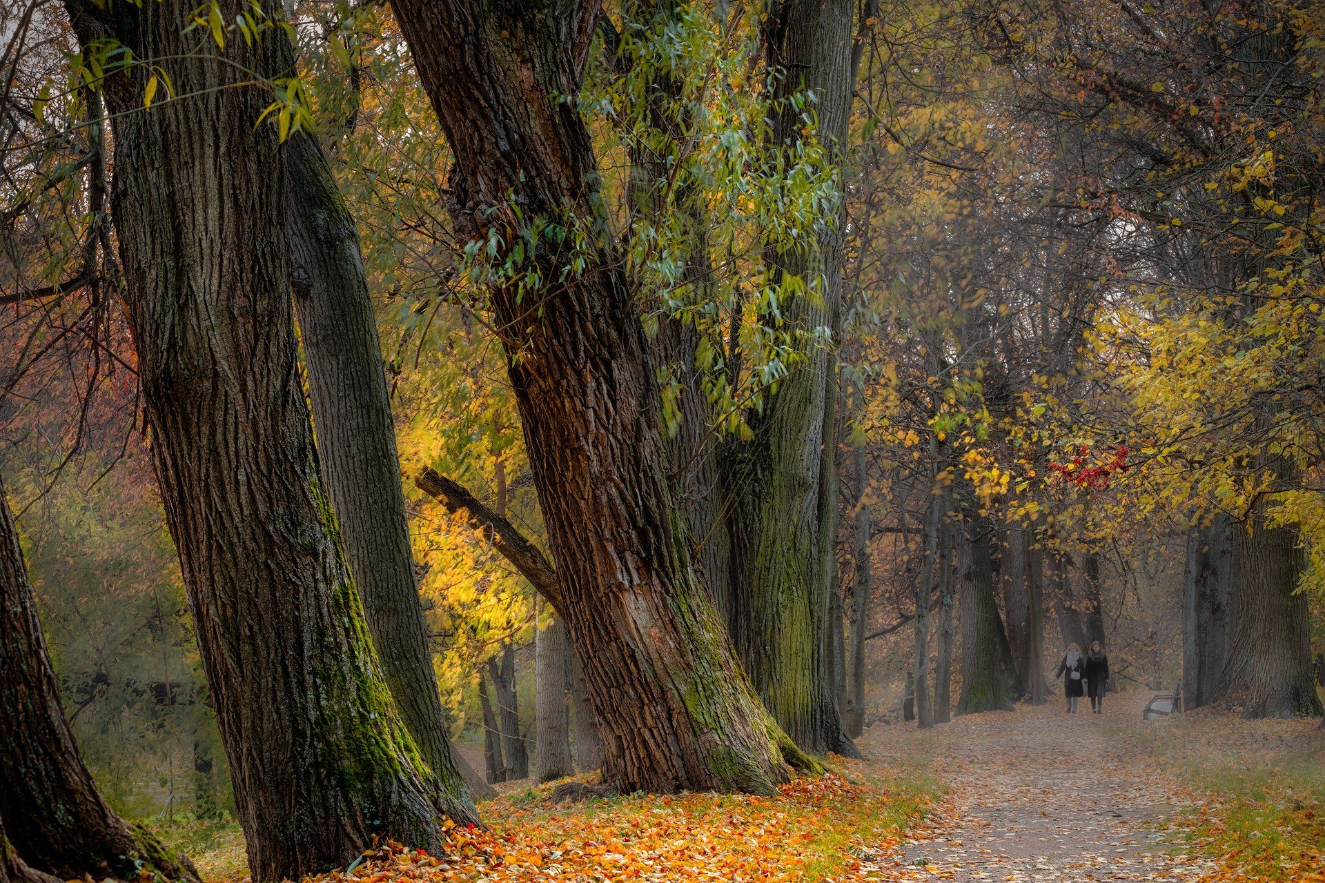 осень, октябрь, тропа, аллея, листва, деревья, желтый, туман, Андрей Чиж