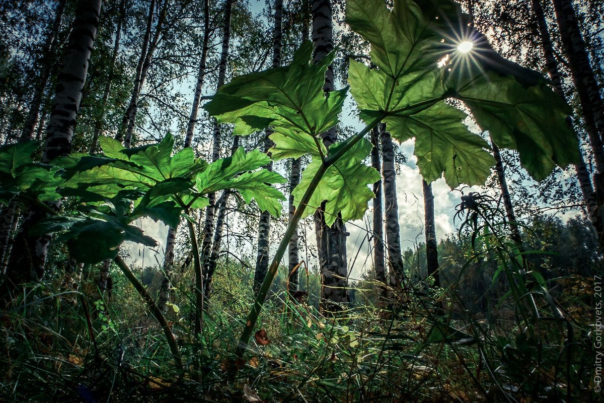 #осень #лес #пейзаж #landscapes #forest #sun #rays #PhotoByDmitryGorkovets, Горковец Дмитрий