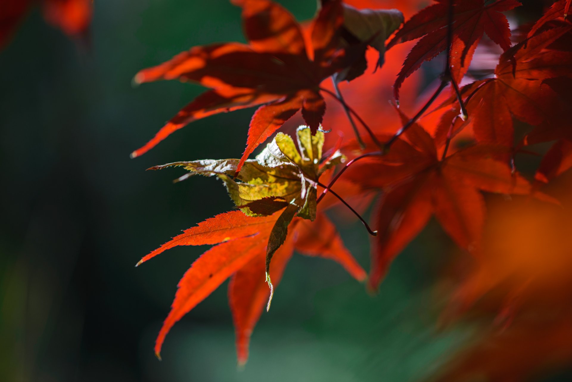 природа, макро, осень, клен японский дланевидный, красный, опавший лист,, Неля Рачкова