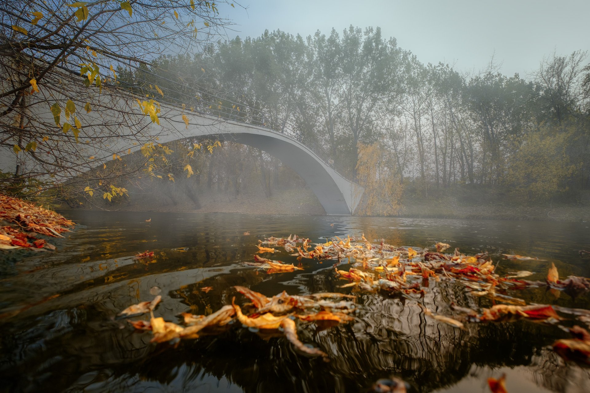 листья, листва, пруд, мост, деревья, осень, туман, Андрей Чиж