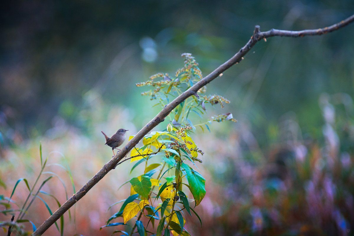 Troglodytes troglodytes, Eurasian wren, Крапивник, bird, Wojciech Grzanka