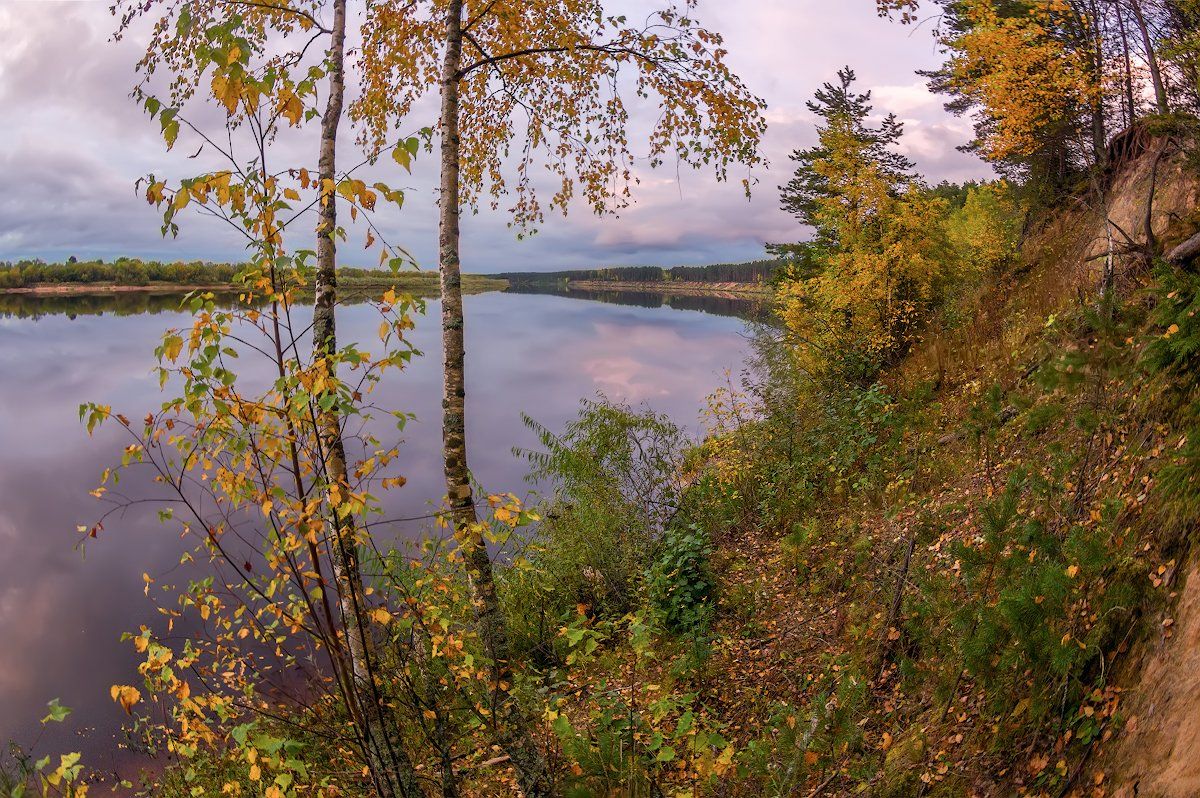 березы осень река вечер листья желтый оранжевый фиолетовый, Марина Мурашова