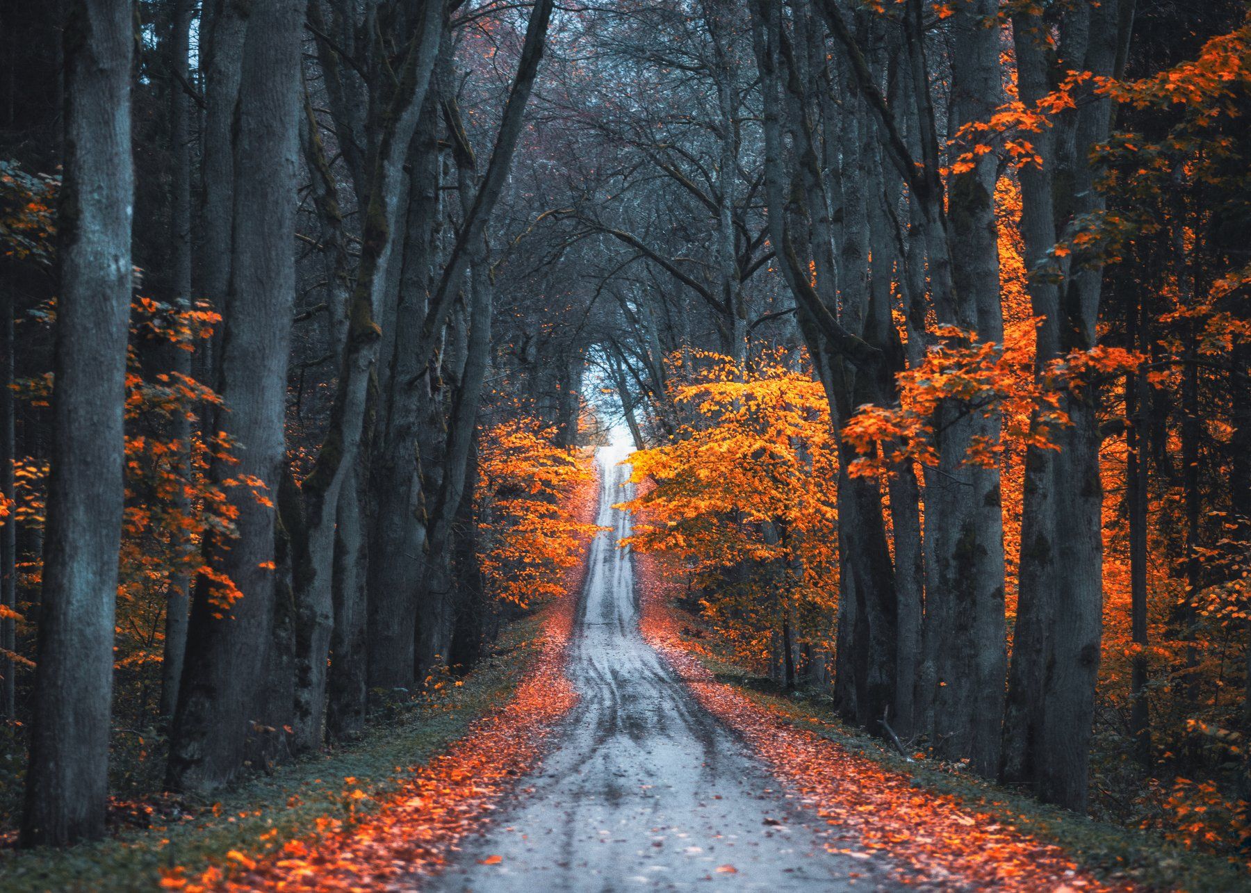 autumn,park,forest,trees,yellow,осень,парк,алея, Olegs Bucis