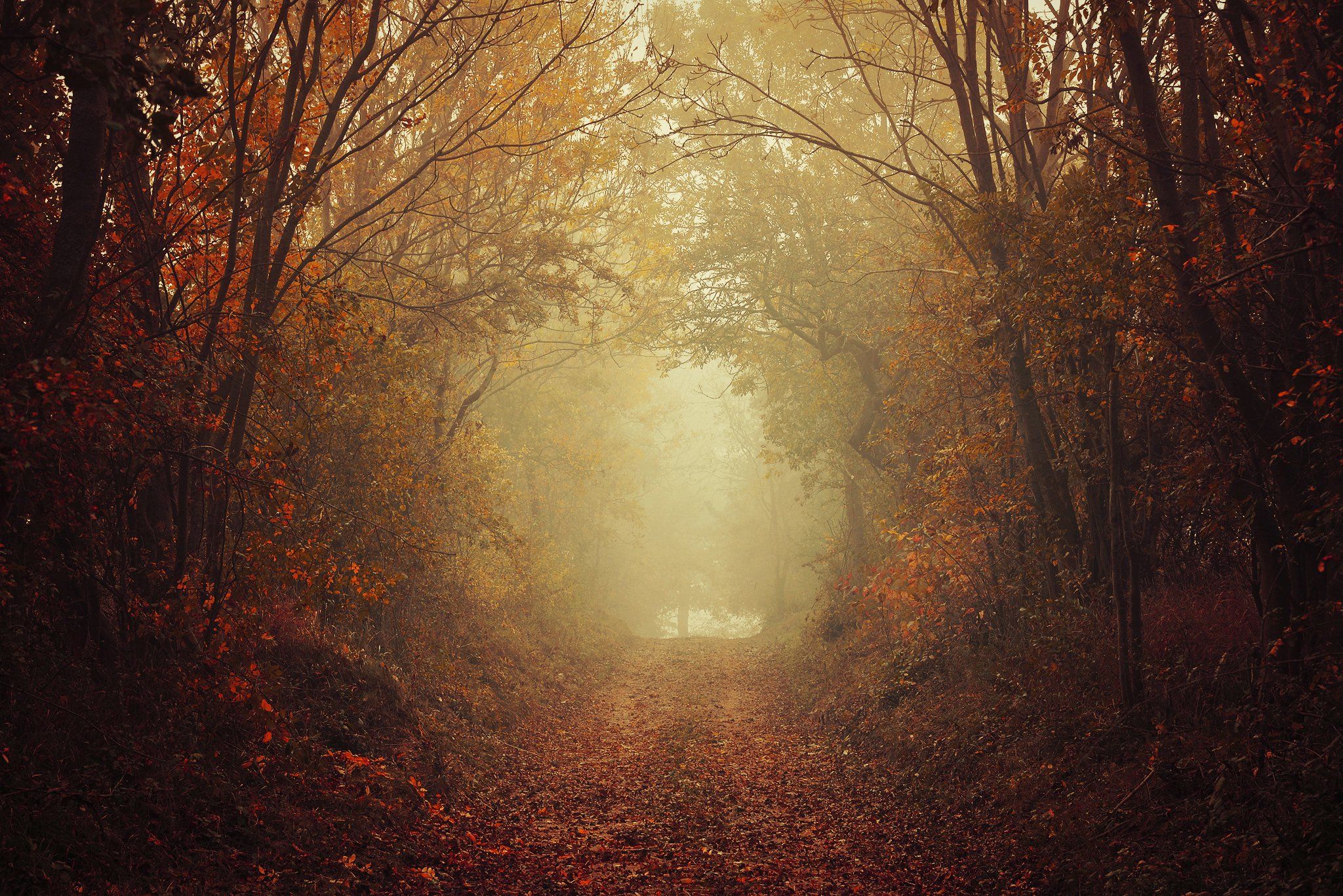 путь душ way of souls dusza red autumn path trees leaf, Radoslaw Dranikowski