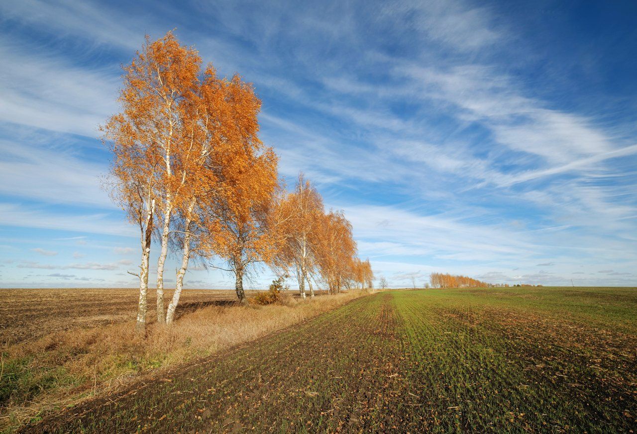 октябрь, поле, березки, тульские, просторы, 14 мм, Лопухов Сергей