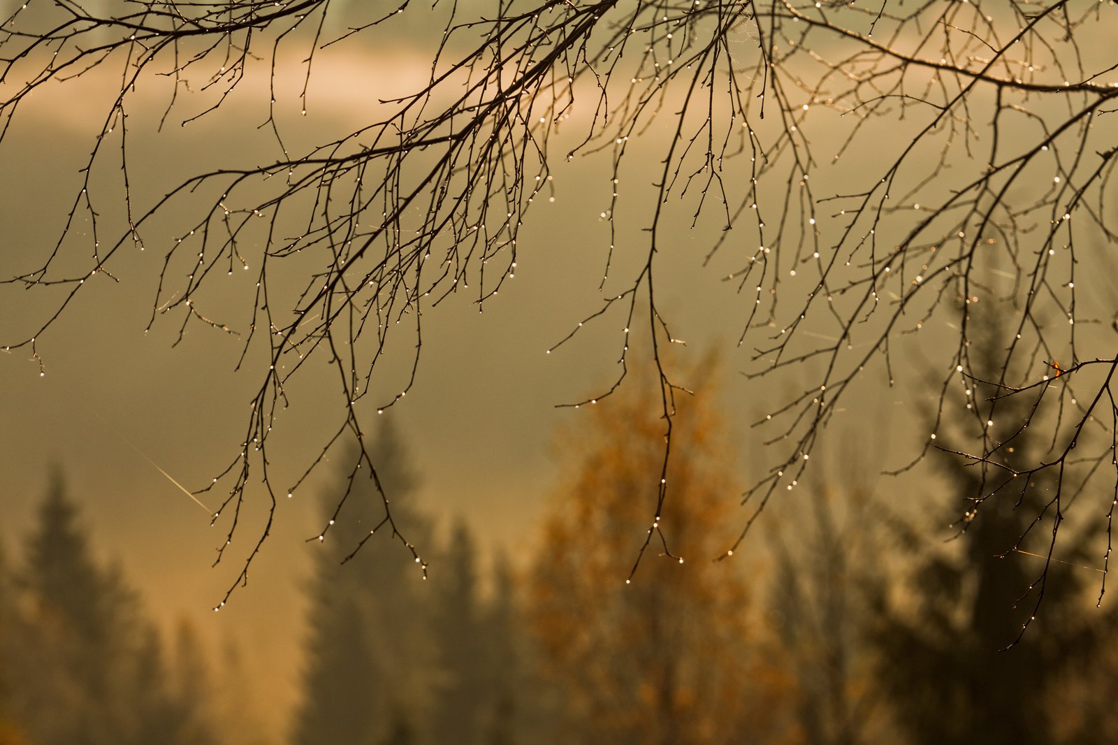 карпаты, осень, туман, утро, Михаил Глаголев