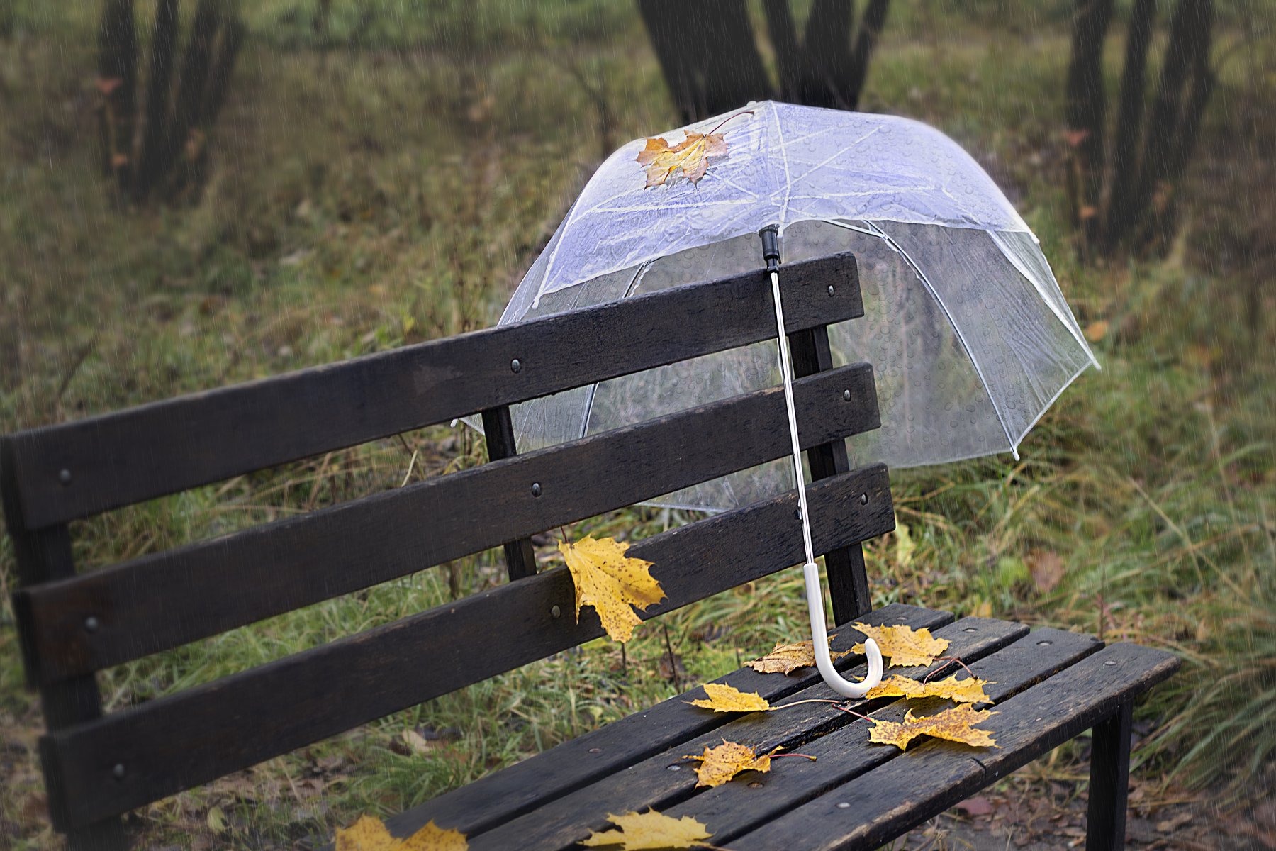осень, дождь, зонт, скамейка, парк, осенние листья, кленовые листья, прозрачный зонт, Наталья Бочкарева