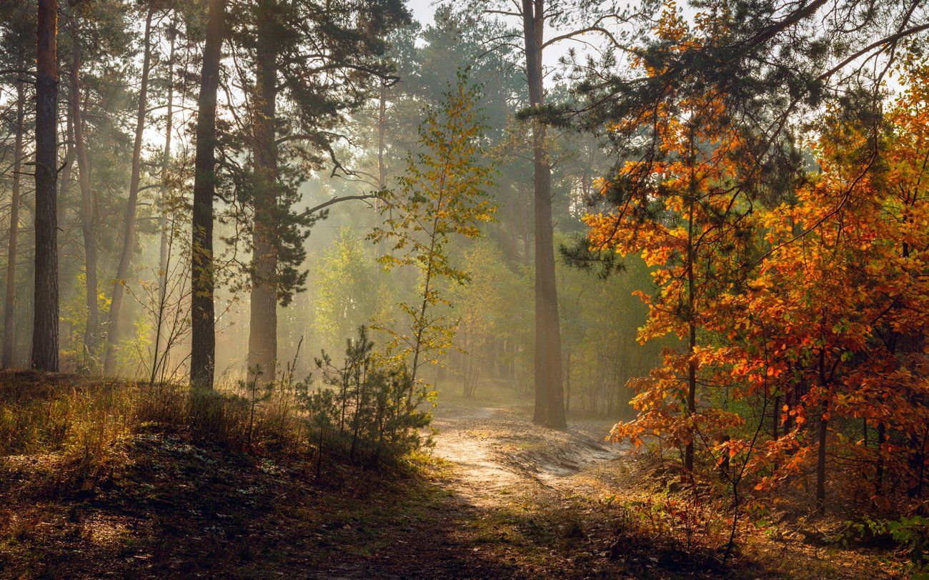 лес осень октябрь рассвет туман дубы, Галанзовская Оксана