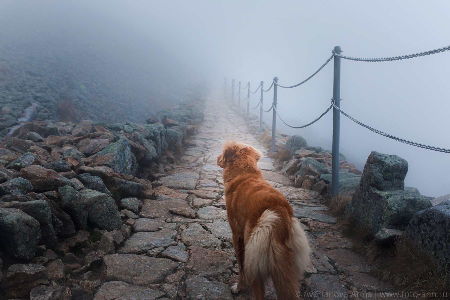 собака, горы, туман, Анна Аверьянова
