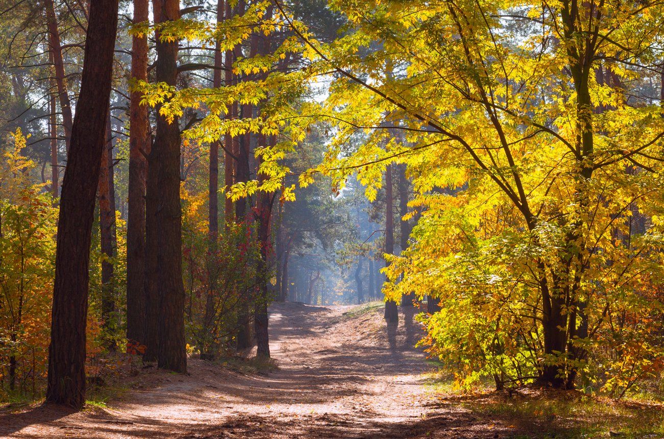 лес осень октябрь тропа туман клён, Галанзовская Оксана