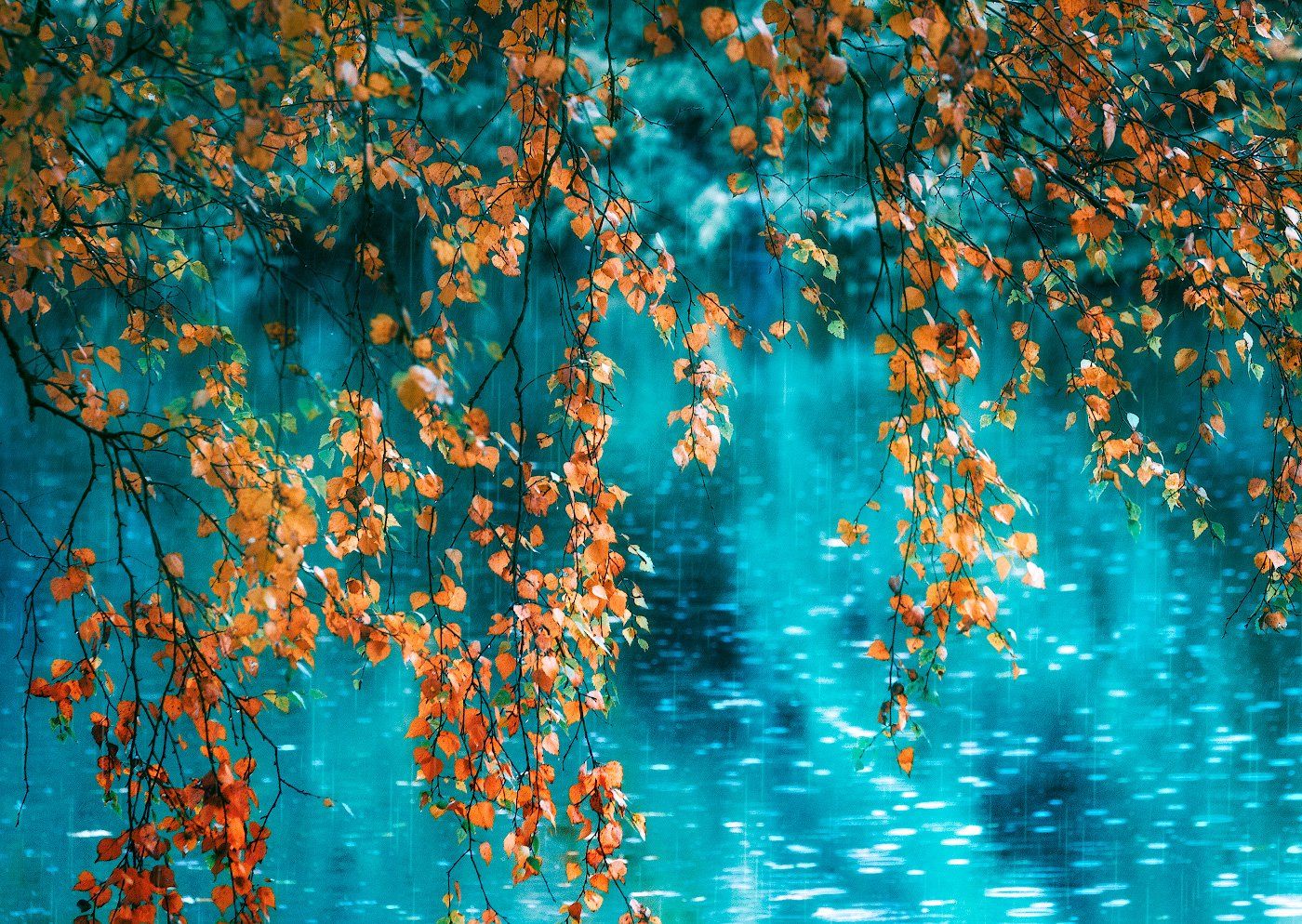 осень, листья, дождь, Игорь Шиленок