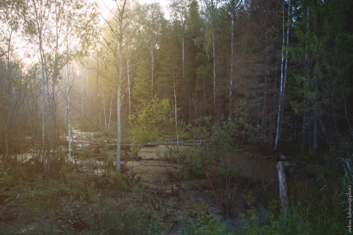 любимский район, ярославская область, Алексей Лобанов