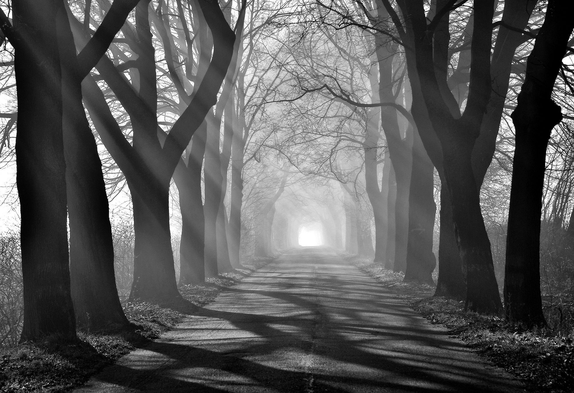 tunnel road trees tree path bw mist foggy poland, Radoslaw Dranikowski