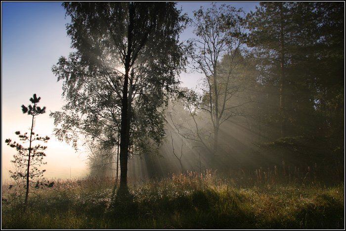 лес, дерево, поле, трава, лучи, утро, туман, солнце, dyadyavasya, Дмитрий Шамин